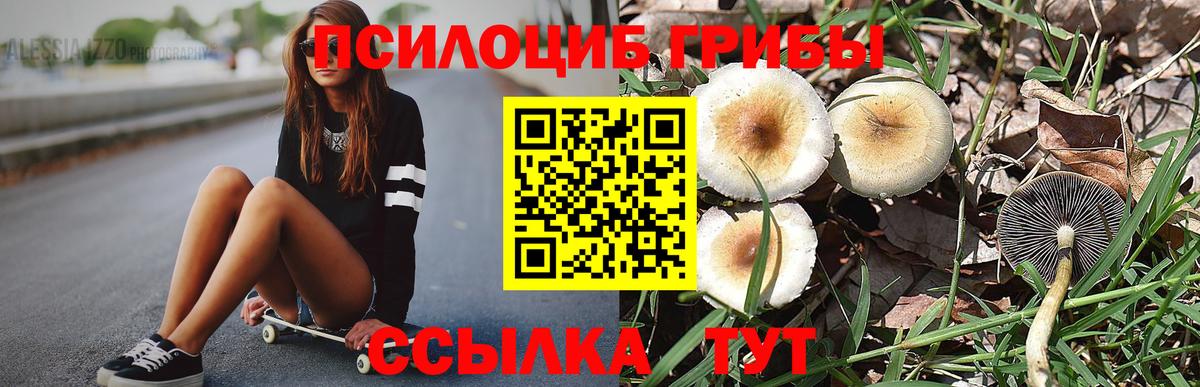 Псилоцибиновые грибы ЛСД  Дубна  Псилоцибиновые грибы Psilocybe 